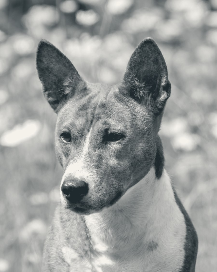 Basenji adulte, portrait en gros plan