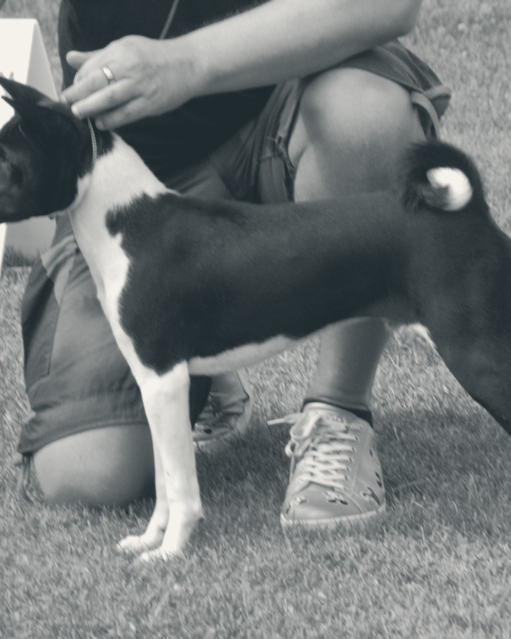 Basenji de profil, oreilles dressées, traitement en encre et crème