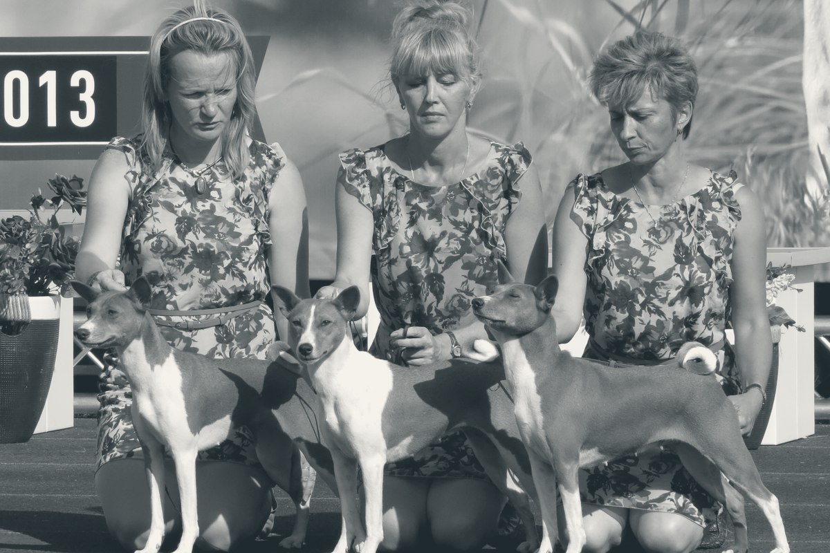 Basenji debout, oreilles dressées, posture alerte