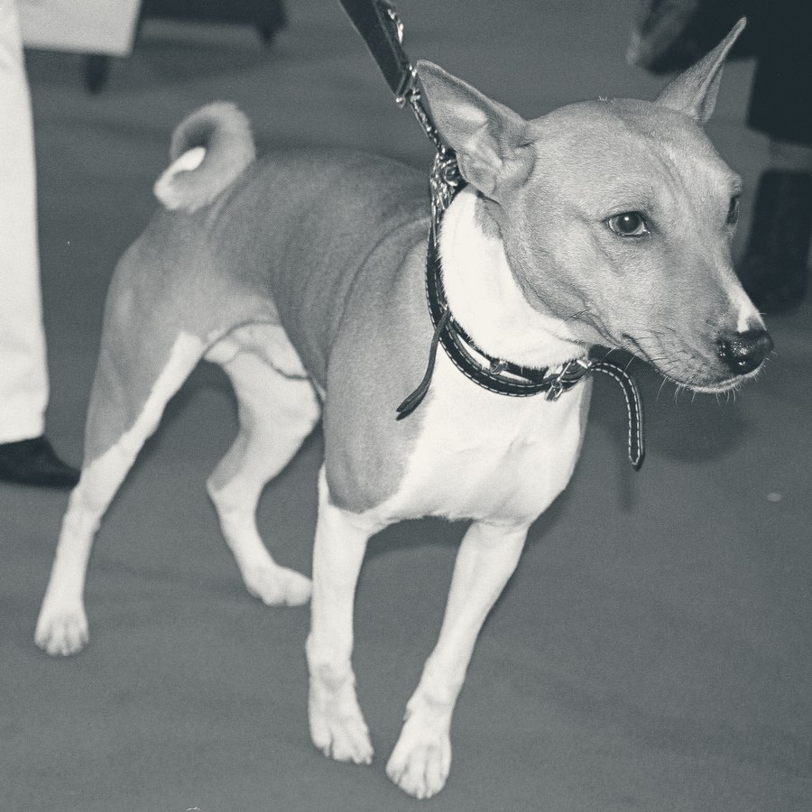Basenji, portrait de face, front plissé