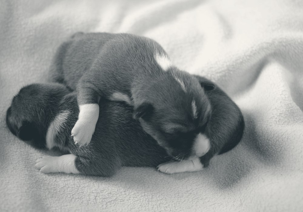 Portée de basenjis réunis