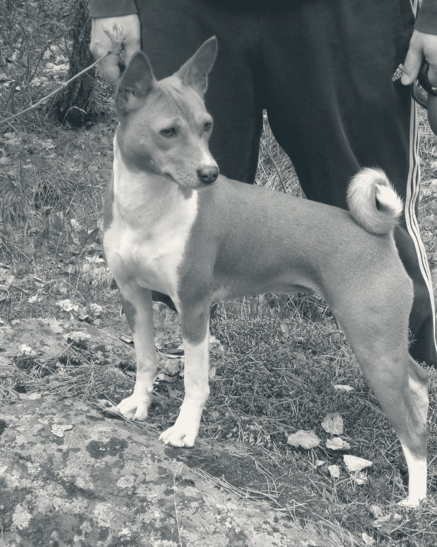 Basenji couché dans l'herbe