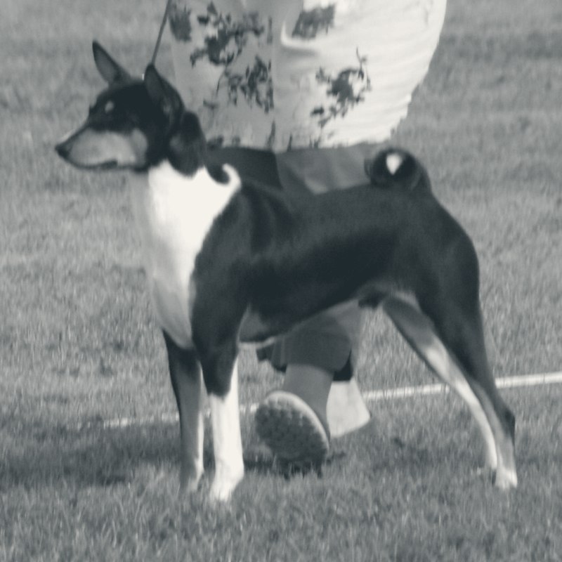 Basenji à la robe tricolore