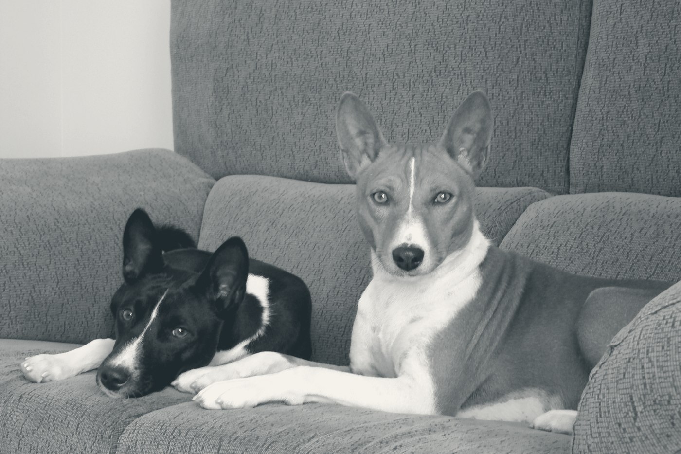 Basenji adulte, silhouette fine et oreilles dressées