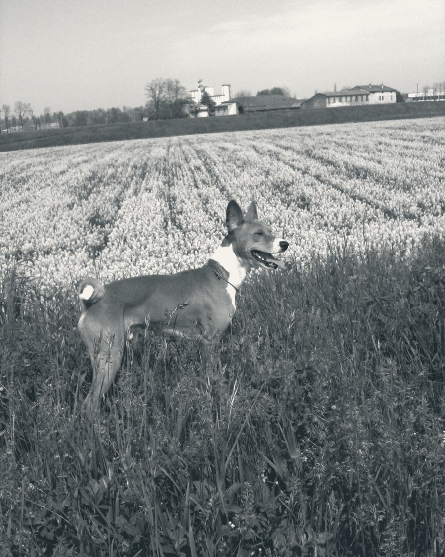 Basenji dans le jardin de l'atelier-chenil